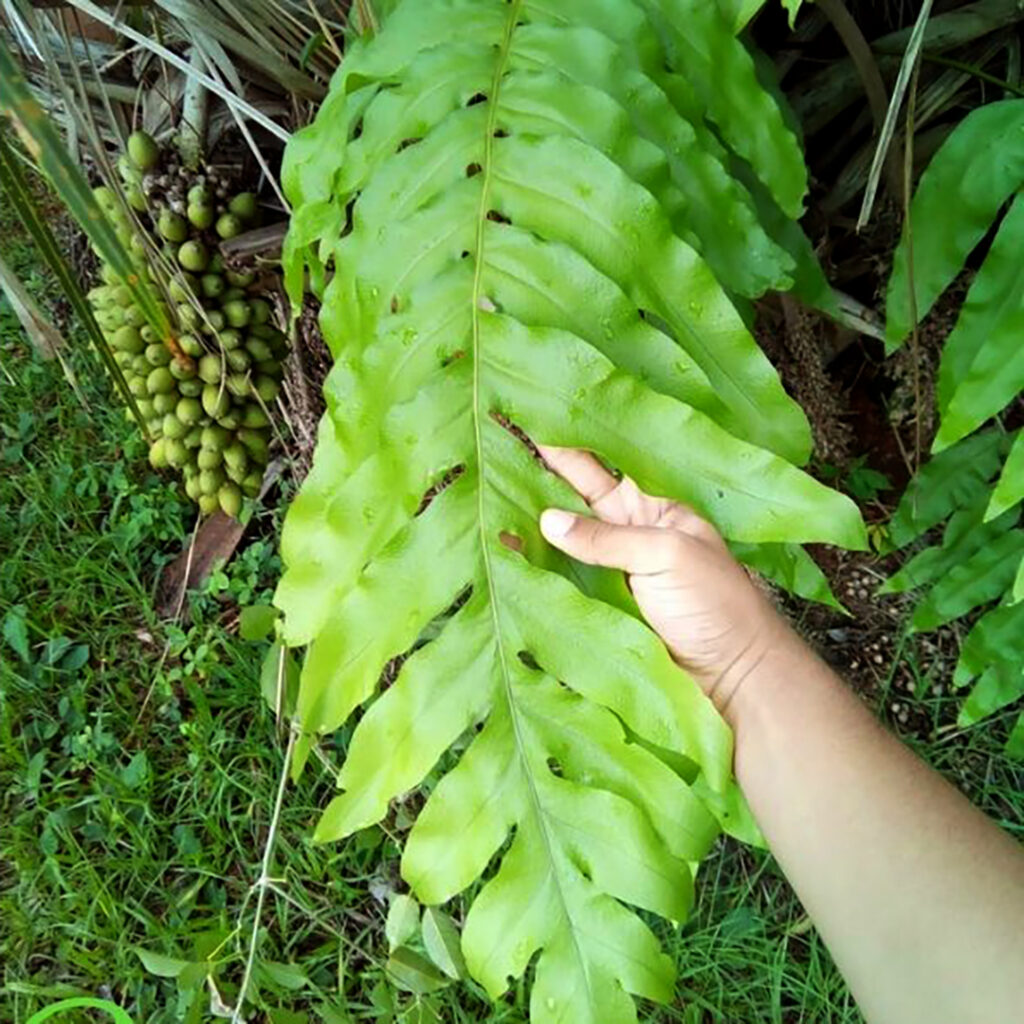 fotografia da mão de uma mulher segurando uma grande folha de uma samabaia amazonas