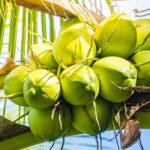 Fotografia de cocos de coqueiro anão pendurados no coqueiro