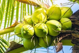 Fotografia de cocos de coqueiro anão pendurados no coqueiro