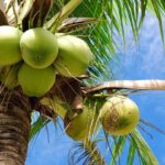 O coco do coqueiro gigante é o maior dentre todas as variedades de coqueiro. Com uma grande quantidade de polpa, o coco do coqueiro gigante é muito utilizado na industria alimentícia para a produção de alimentos a base de coco.