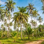 Planta que se adapta bem ao clima tropical