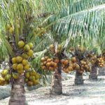 Fileira de coqueiro anão carregada com cocos