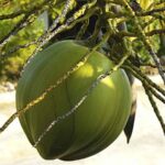 Fotografia de um coco verde pronto para ser colhido, pendurado no coqueiro.