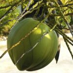 O coco desta variedade possui a água mais saborosa dentre todos os coqueiros.