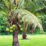 Coqueiro para jardim de altura ideal para colher os frutos sem o auxílio de escadas