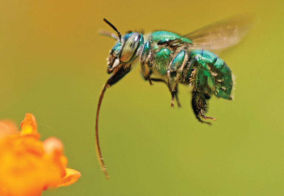 Linda abelha Euglossini verde voando com a sua comprida lingua para fora. As abelhas euglossini são as polinizadoras naturais da Vanilla.