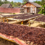 Vagens da planta da Baunilha secando em grande produção na Ilha de Madagascar.