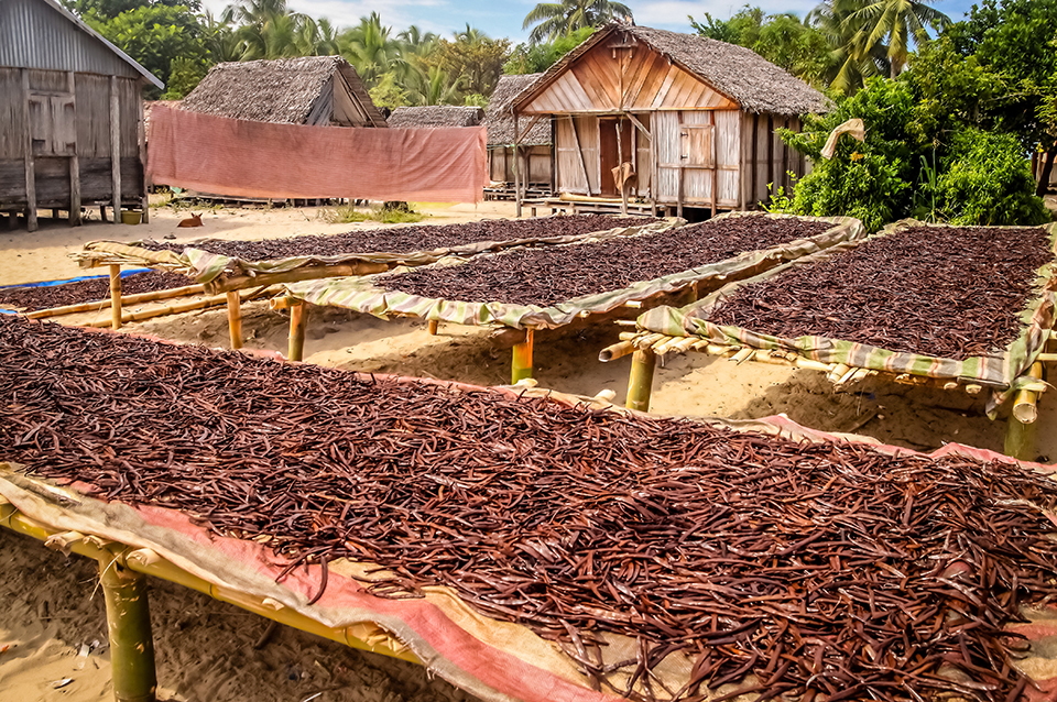 Vagens da planta da Baunilha secando em grande produção na Ilha de Madagascar.
