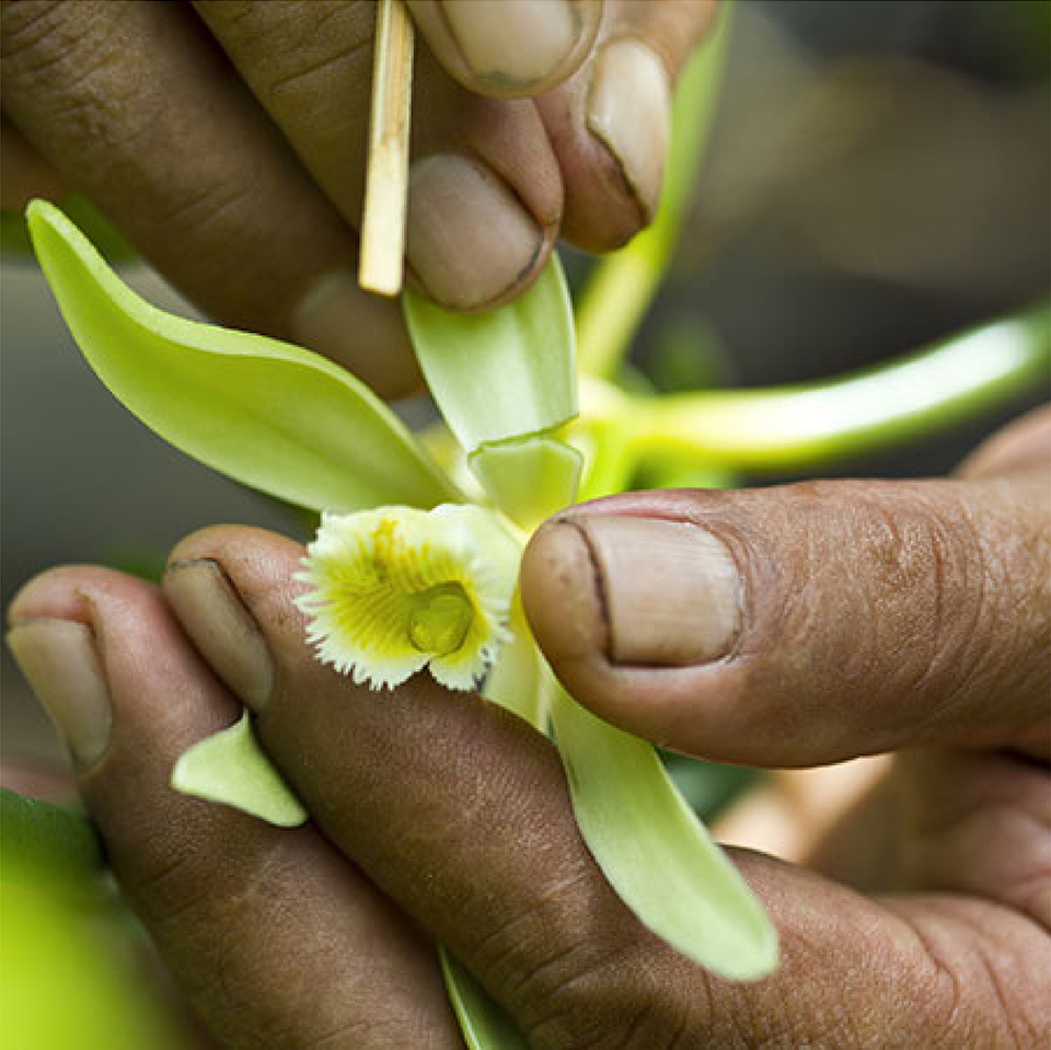 Polinização manual da flor da planta da baunilha por um produtor de Madagascar.