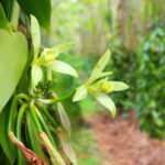 Flor da Vanilla,uma orquídea trepadeira.