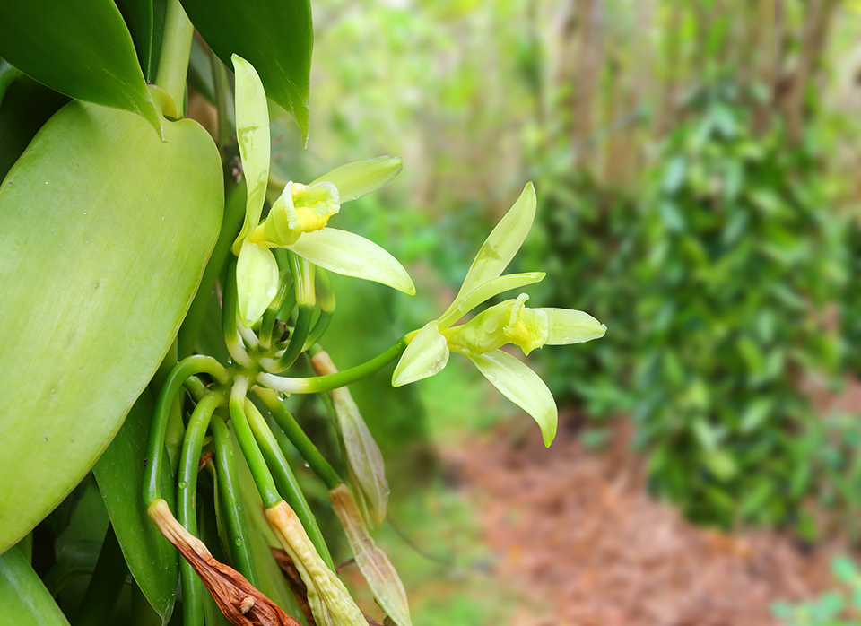 Flor da Vanilla,uma orquídea trepadeira.