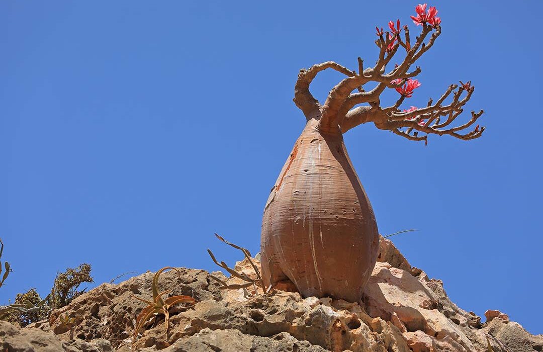Rosa do Deserto em ambiente árido com caule preparado para armazenar água.