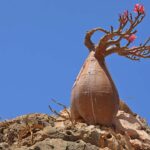 Rosa do Deserto em ambiente árido com caule preparado para armazenar água.