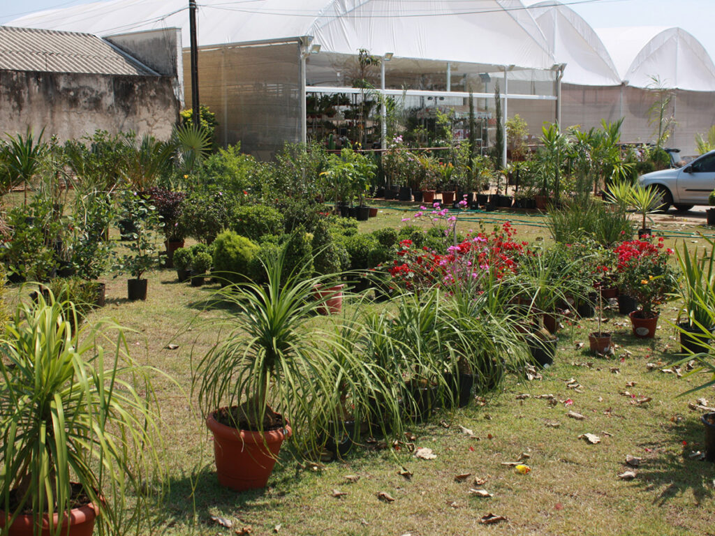 Na botucatu Garden você encontra arvores frutiferas arvores ornamentais e arvores nativas do Brasil