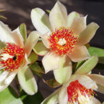 Detalhes da flor pereskia culeata - Ora-pro-nóbis