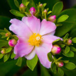 Ora-pro-nóbis das flores da variedade pereskia grandiflora