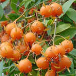 Frutos da Ora-pro-nóbis pereskia culeata