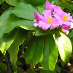 Variedade pereskia grandiflora