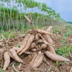 Mandioca mansa plantada na terra