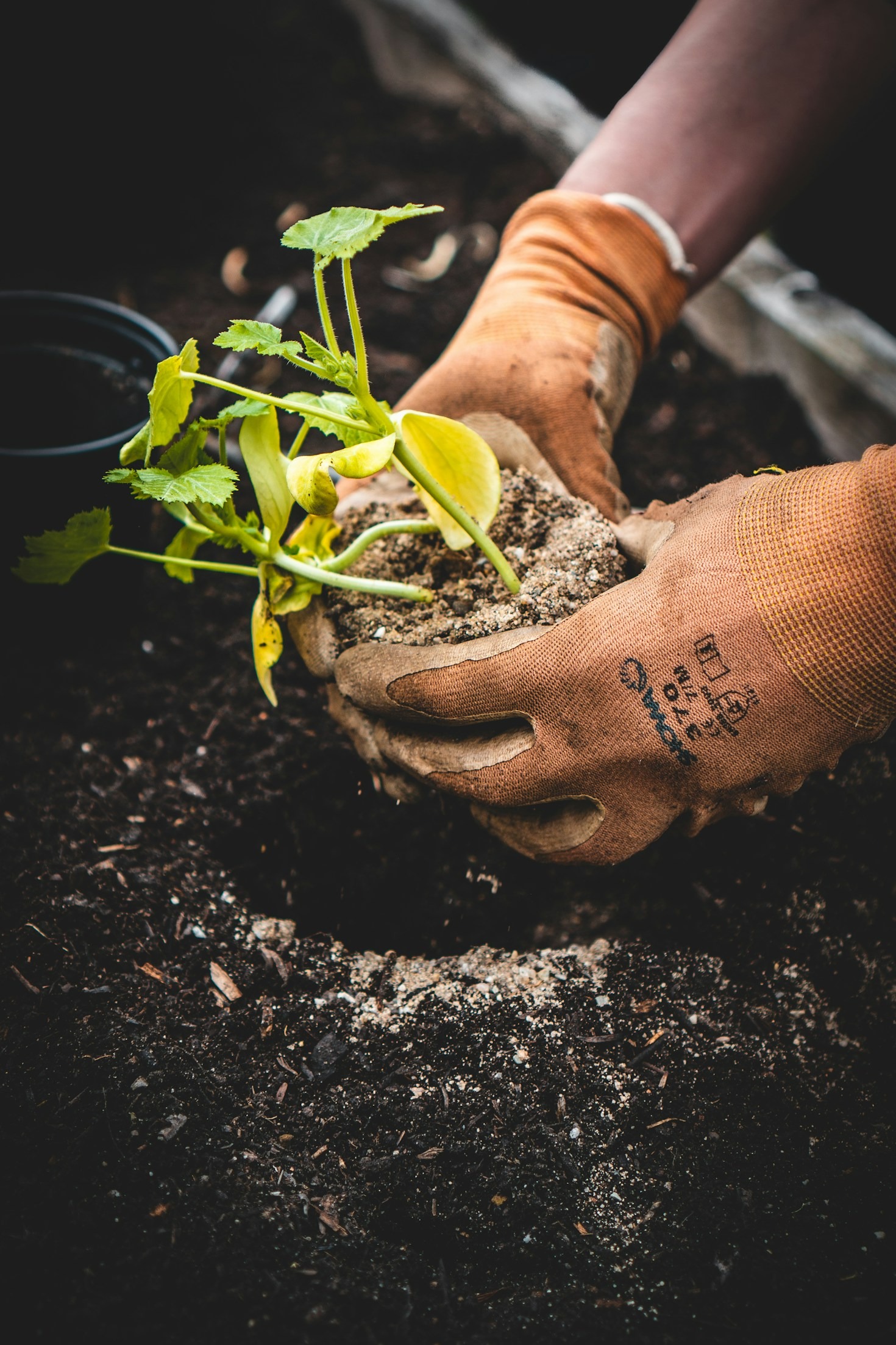 Como escolher as melhores plantas ornamentais