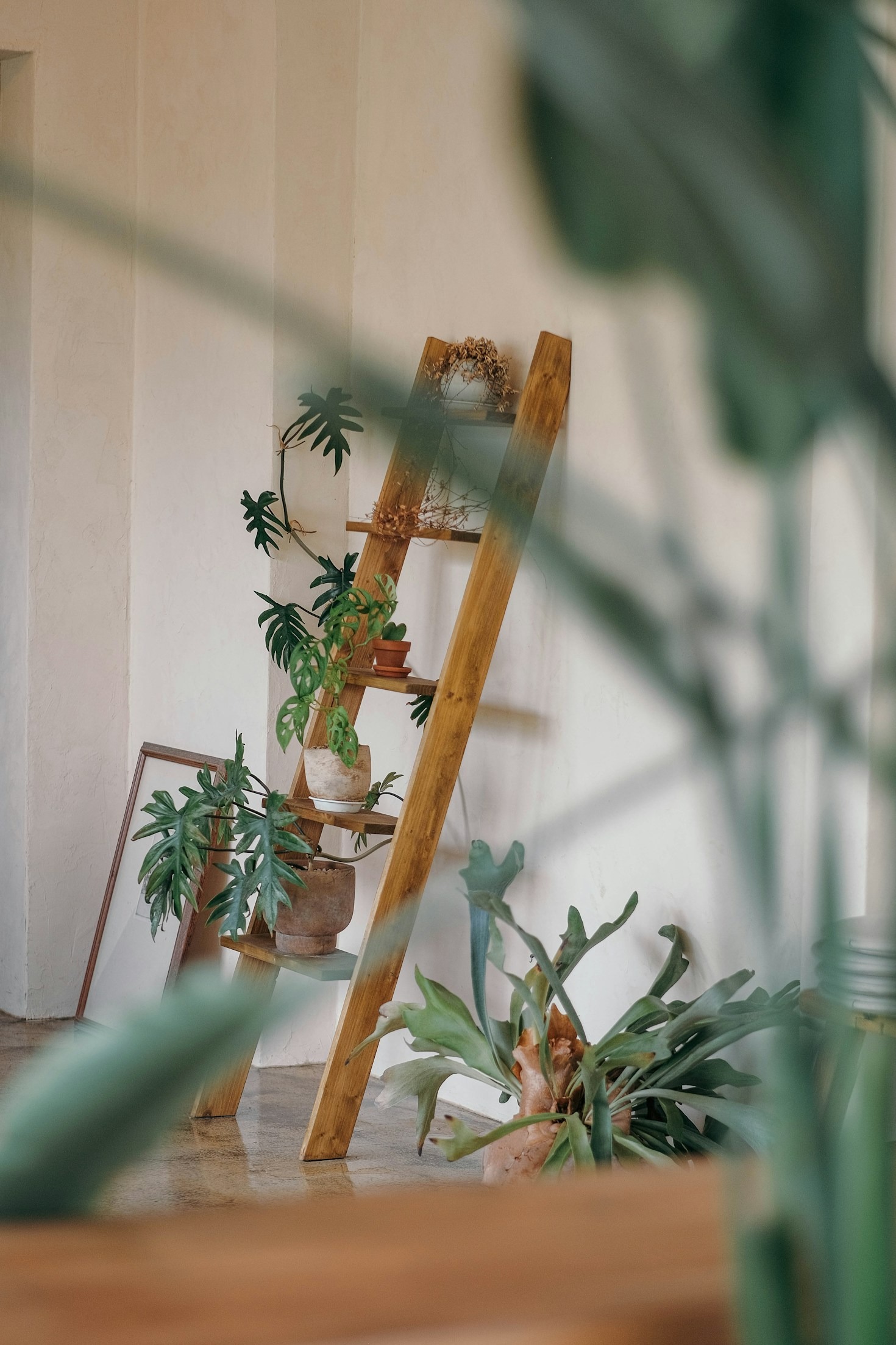 Identificando sinais de doenças nas plantas