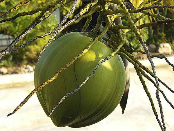Coqueiro anão é uma planta altamente produtiva