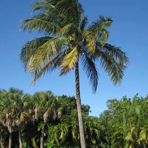 Fotografia de um imponente coqueiro gigante em uma região litorânea com outros coqueiros ao fundo.