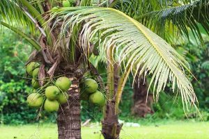 Coqueiro para jardim de altura ideal para colher os frutos sem o auxílio de escadas