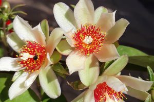 Detalhes da flor pereskia culeata - Ora-pro-nóbis